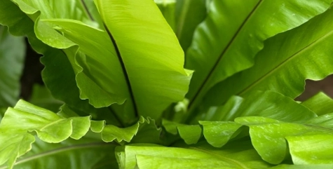 Biofilia