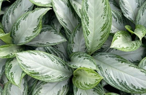 Biofilia