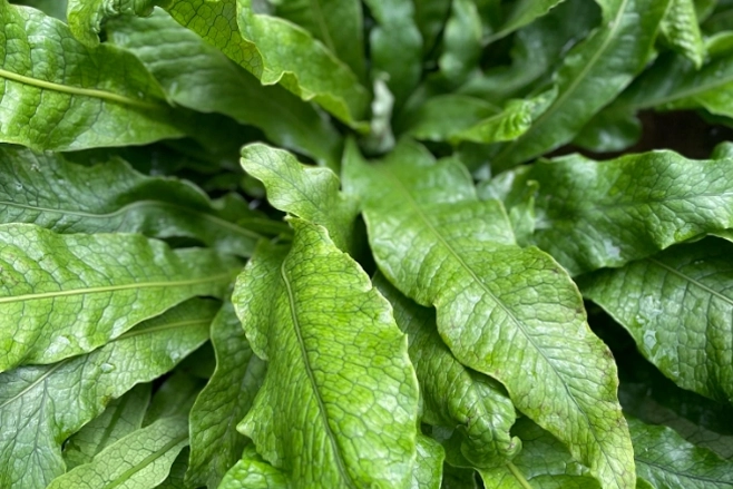 Biofilia